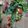 口紅吊蘭 牡丹吊蘭 盆栽植物 實拍圖片
