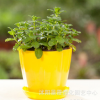批發(fā)檸檬薄荷盆栽 盆栽驅(qū)蚊香草植物 清新提神食用綠薄荷