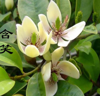 批發(fā) 含笑花苗 含笑苗 盆栽 香味獨特持久 芳香花卉