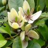 批發(fā) 含笑花苗 含笑苗 盆栽 香味獨(dú)特持久 芳香花卉