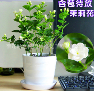 批發(fā)茉莉花苗室內(nèi)觀花植物茉莉花芳香植物四季開花綠植盆栽花卉