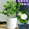 批發茉莉花苗室內觀花植物茉莉花芳香植物四季開花綠植盆栽花卉