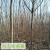基地直銷火炬樹苗 根系發(fā)達(dá) 優(yōu)質(zhì)火炬樹苗價格 苗源充足