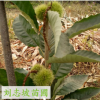 專業(yè)種植板栗 高產(chǎn)量板栗 嫁接板栗樹 成活率高 品種齊全