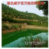 各種叢生獨桿直徑3-20公分桂花樹 金桂八月桂丹桂樹