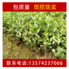 湘林高產(chǎn)良種茶油樹苗