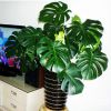 大型龜背竹 大葉 盆栽植物 水生 水培綠植室內客廳吸甲醛凈化空氣