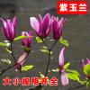 常年特供紫玉蘭 綠化苗木批發(fā) 紅白玉蘭嫁接苗批發(fā) 黃玉蘭直銷