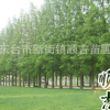 東臺順吉苗圃供應水杉樹落杉樹風景美化苗水杉樹木工程綠化水杉樹