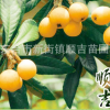 供應 果樹綠化苗木、園林果樹、批把樹苗