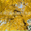 東臺順吉苗圃供應25公分銀杏樹苗白果樹銀杏樹庭院綠化苗木銀杏樹