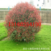 紅葉石楠球，紅葉石楠柱，紅葉石楠樁綠化工程 風景樹 行道樹