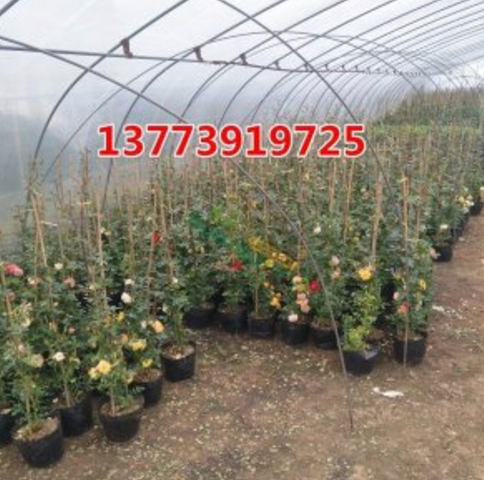 歐洲進(jìn)口月季花苗