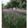 四川紫嬌花批發、達榮園藝場、紫嬌花