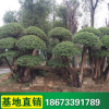 基地直銷 綠化喬木 行道樹 綠化工程苗 香樟樹批發 樟木綠化苗