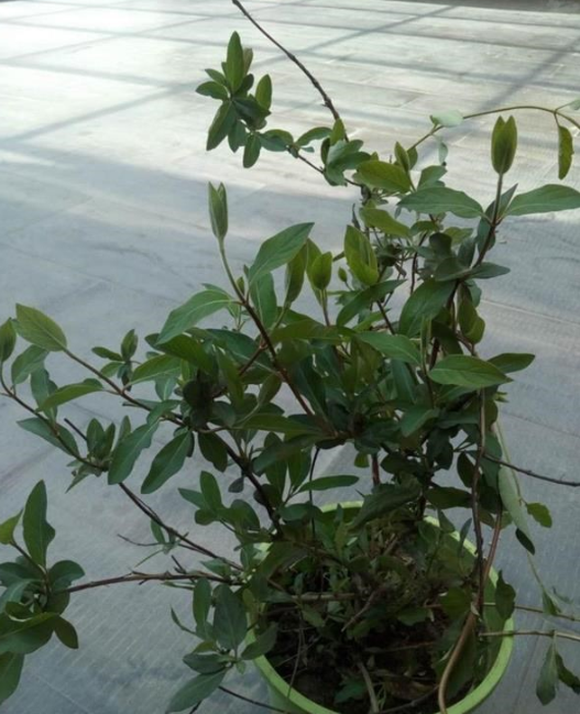 金銀花（多花忍?hào)|）