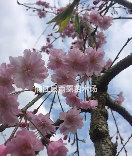 供應(yīng)垂枝櫻花，八重紅枝垂