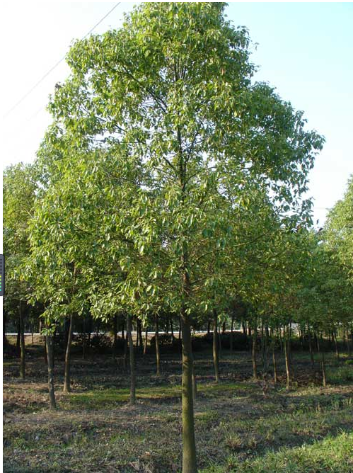 香樟樹(規(guī)格齊全)