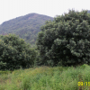 楊梅行情報(bào)價(jià)\楊梅圖片展示