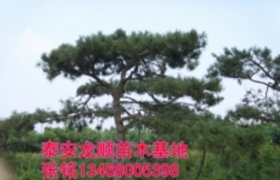 景觀松