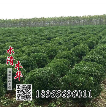 供應(yīng)冬青樹(shù) 冬青樹(shù)苗