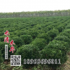 供應(yīng)冬青樹(shù) 冬青樹(shù)苗