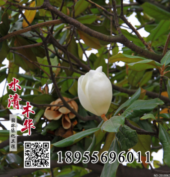 水清木華供應(yīng)廣玉蘭 廣玉蘭樹(shù)苗 廣玉蘭小苗 價(jià)格僅供參考