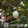 水清木華供應(yīng)廣玉蘭 廣玉蘭樹(shù)苗 廣玉蘭小苗 價(jià)格僅供參考