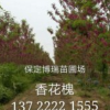 速生柳，香花槐，五角楓