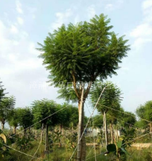 江蘇藍花楹優質苗木，江蘇藍花楹精品，江蘇藍花楹供應商