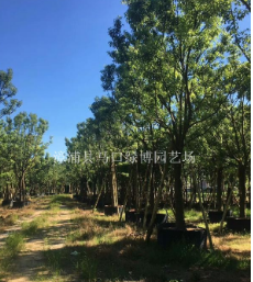 湖北香樟報價，湖北香樟供應，湖北香樟種植場