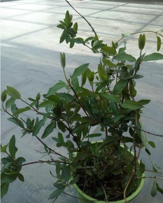 金銀花（多花忍?hào)|）