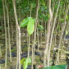 沉香木袋苗