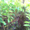 廣東地區供應高50~1.2米的沉香茶