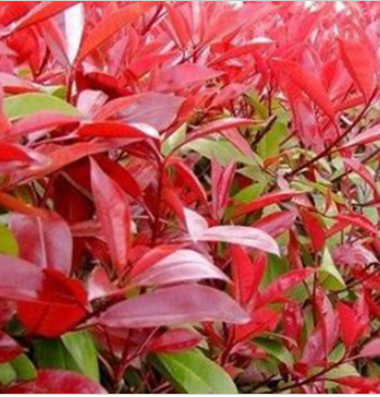 基地常年供紅葉石楠 石楠樹 紅葉石楠小球等綠化苗木 規格全 品質優