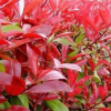基地常年供紅葉石楠 石楠樹 紅葉石楠小球等綠化苗木 規(guī)格全 品質(zhì)優(yōu)