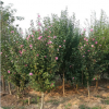 基地常年供應(yīng)木槿 等綠化綠植苗木 品質(zhì)優(yōu) 耐寒 觀花 量大優(yōu)惠
