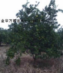 橘子樹價格，浙江蜜桔樹價格，江蘇橘子樹小苗批發，江西蜜桔樹小苗供應商