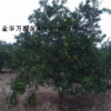 橘子樹價格，浙江蜜桔樹價格，江蘇橘子樹小苗批發，江西蜜桔樹小苗供應商