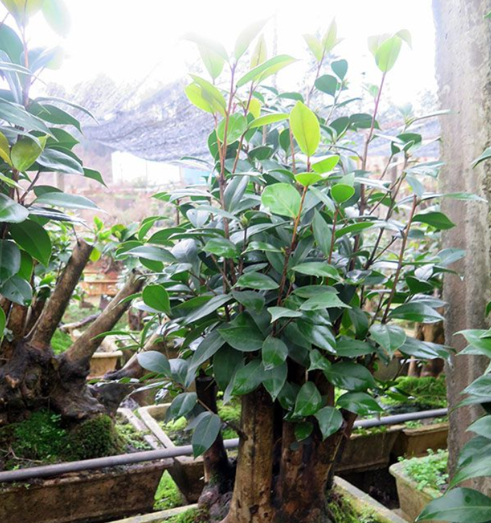 茶花盆景 油茶嫁接全國承接