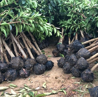 大量供應高山榕地苗，袋苗4-12公分