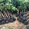 大量供應高山榕地苗，袋苗4-12公分