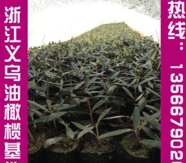 基地大量供應(yīng)優(yōu)質(zhì)油橄欖掛果大樹油橄欖小苗移栽2年大樹