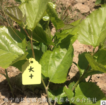 優(yōu)質(zhì)桑苗 長期供應(yīng)桑樹苗 基地特供蠶桑苗多種規(guī)格（十大）桑葚苗
