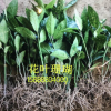 供應花葉珊瑚 花葉珊瑚苗 等各種綠化用苗