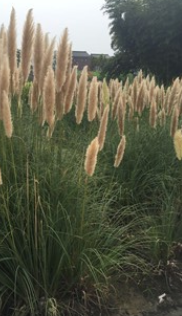 長(zhǎng)期供應(yīng)各類水生植物，鳶尾，千屈菜 再力花,美人蕉,黃昌蒲