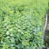 丁香樹種植綠化工程苗 丁香樹苗白紫丁香苗