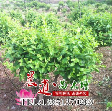 批發供應優質金銀花樹苗 金銀花苗 藥用樹苗1-6年大苗規格