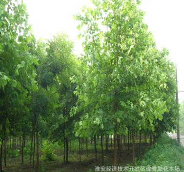 供應(yīng)各種綠化工程苗 速生法桐苗基地直銷易成活 規(guī)格齊全量大從優(yōu)