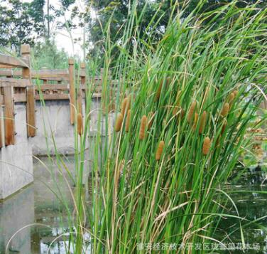 批發(fā)黃菖蒲 水生花卉植物金邊菖蒲苗 園林濕地綠化